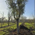 Quercus Suber - 5