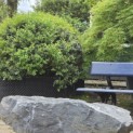 Osmanthus x Burkwoodii - Foto 3