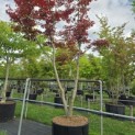 Acer palmatum 'Skeeter's Broom' - 1