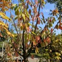 Prunus avium 'Sunburst' - 3