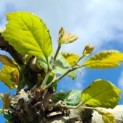 Platanus hispanica - impressie jong blad plataan