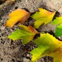 Platanus hispanica - impressie herfstblad plataan