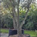 Quercus Suber - Foto 3