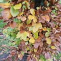 Fagus sylvatica - 6