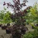Acer platanoides 'Royal Red' - Foto 1
