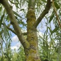 Salix x sepulcralis 'Chrysocoma' - Foto 5