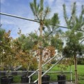 Pinus sylvestris - Foto 2