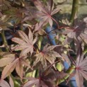 Acer palmatum 'Bloodgood' - 3