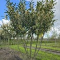 Prunus laurocerasus 'Caucasica' - Foto 1