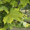 Acer platanoides 'Princeton Gold' - Foto 2
