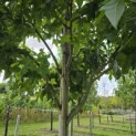 Liquidambar styraciflua 'Palo Alto' - Foto 8