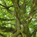 Carpinus betulus 'Fastigiata' (Frans Fontaine) - 3