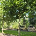 Platanus x hispanica - 6