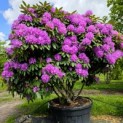 Rhododendron 'Catawbiense Boursault' - 1