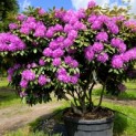 Rhododendron 'Catawbiense Boursault' - 2