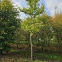 Ginkgo biloba - 3