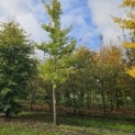 Ginkgo biloba - 1