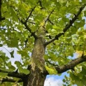 Ginkgo biloba - 2