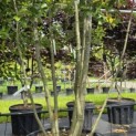 Quercus ilex - 2