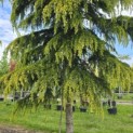 Cedrus deodara 'Aurea' - 5