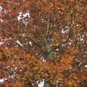Fagus sylvatica 'Atropunicea' - 4