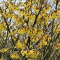 Hamamelis x intermedia 'Arnold Promise' - 1