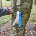 Platanus x hispanica - Foto 3