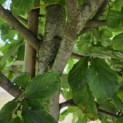 Parrotia persica - juni 2026