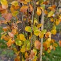 Fagus sylvatica 'Dawyck Gold' - 1683