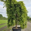 Acer palmatum 'Ryusen' - 3