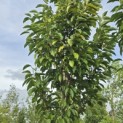 Magnolia 'Wada's Memory' - 1