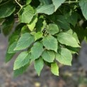 Davidia involucrata - Foto 2