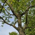Amelanchier lamarckii - 4