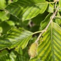 Fagus sylvatica 'Striata' - 1