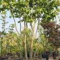 Parrotia persica - 3