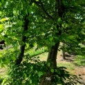 Carpinus betulus - Afbeelding 1