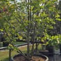 Magnolia 'Vulcan' - 1