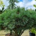 Pinus sylvestris 'Watereri' - Foto 6