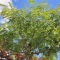 Albizia julibrissin 'Ombrella' - 1