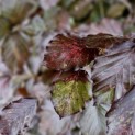 Fagus sylvatica 'Atropunicea' - 1