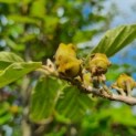 Hamamelis mollis - Foto 2