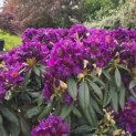 Rhododendron 'Marcel Menard' - 2