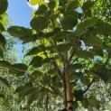 Davidia involucrata - Foto 2