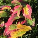 #368 Parrotia persica 'Bella' Persisches Eisenholz