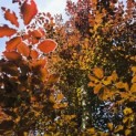 Fagus sylvatica 'Atropunicea' - mei 2026