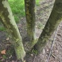 Platanus x Hispanica - 2