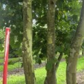 Platanus x Hispanica - 1