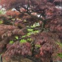 Acer palmatum 'Inaba Shidare' - Foto 10