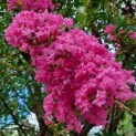 Lagerstroemia indica 'Rosea' - 2