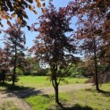 Fagus sylvatica 'Atropunicea' - mei 2026